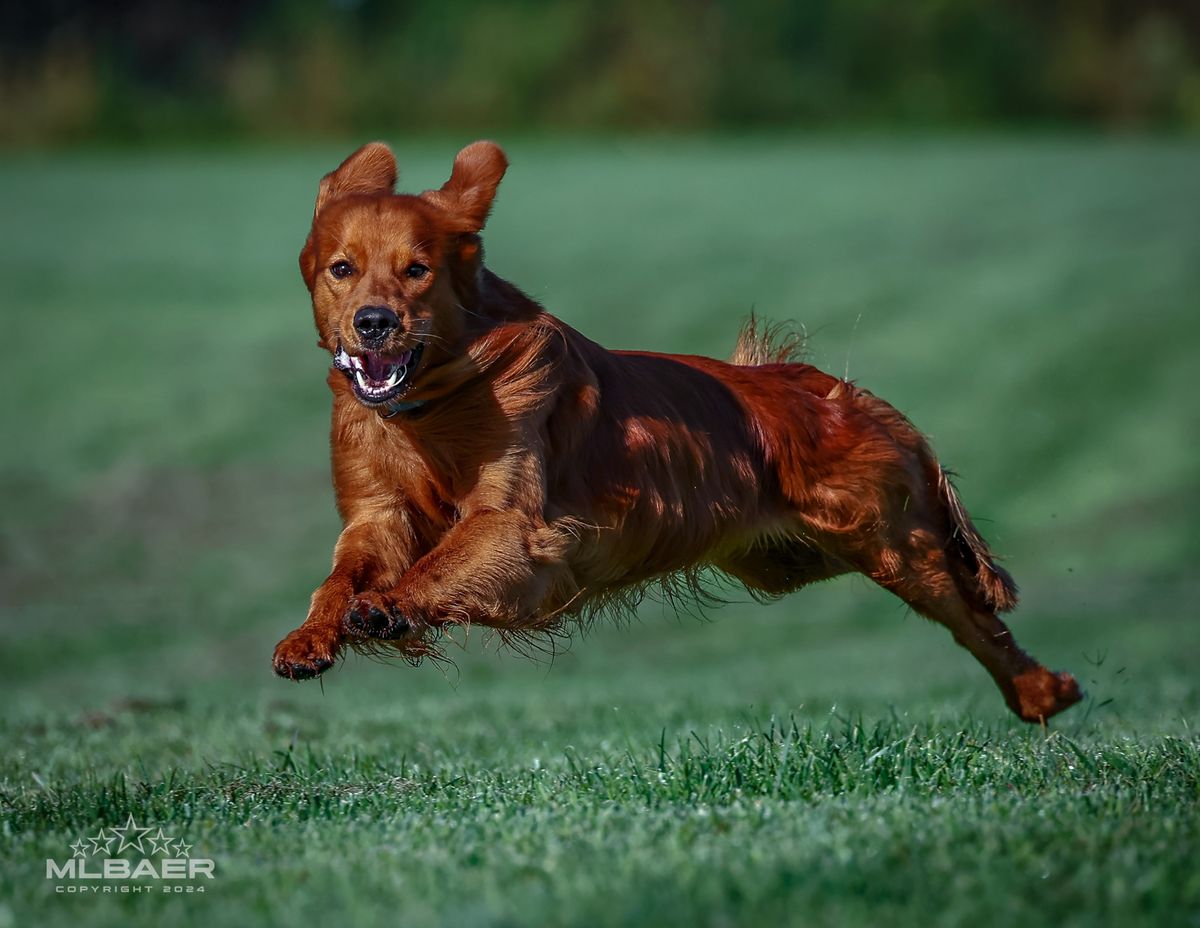 Medina Kennel Club Fast Cats