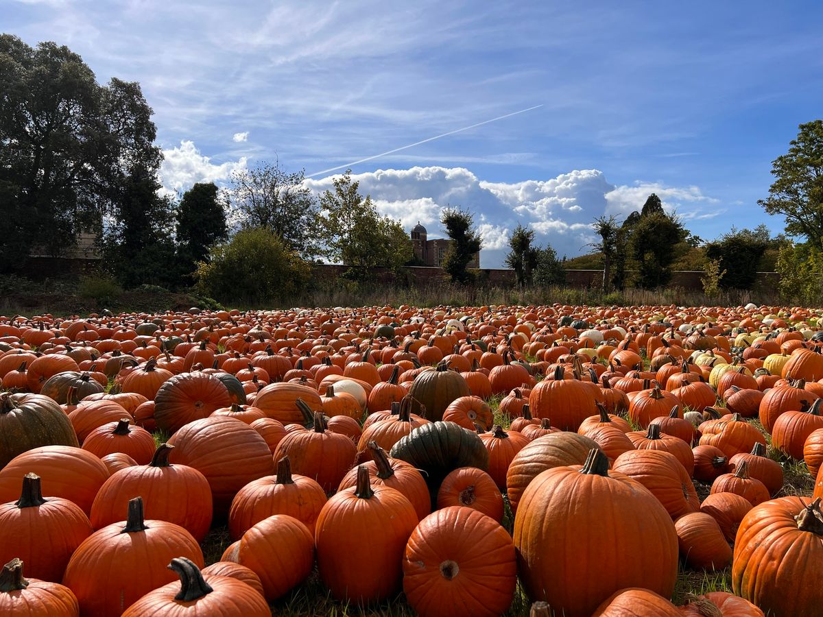 PYO Pumpkins