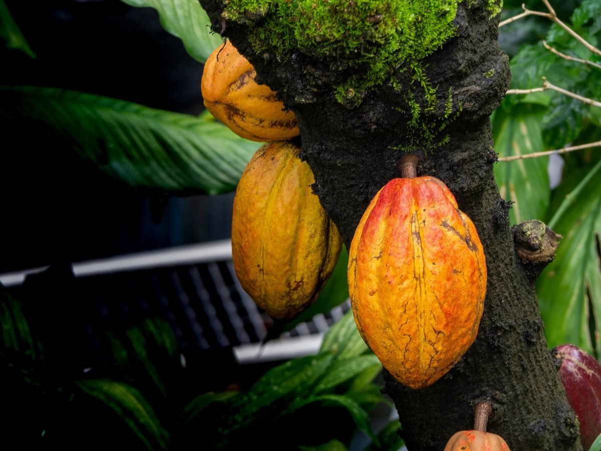 Cacao Education with Penelope Persson (FREE SPONSORED EVENT)