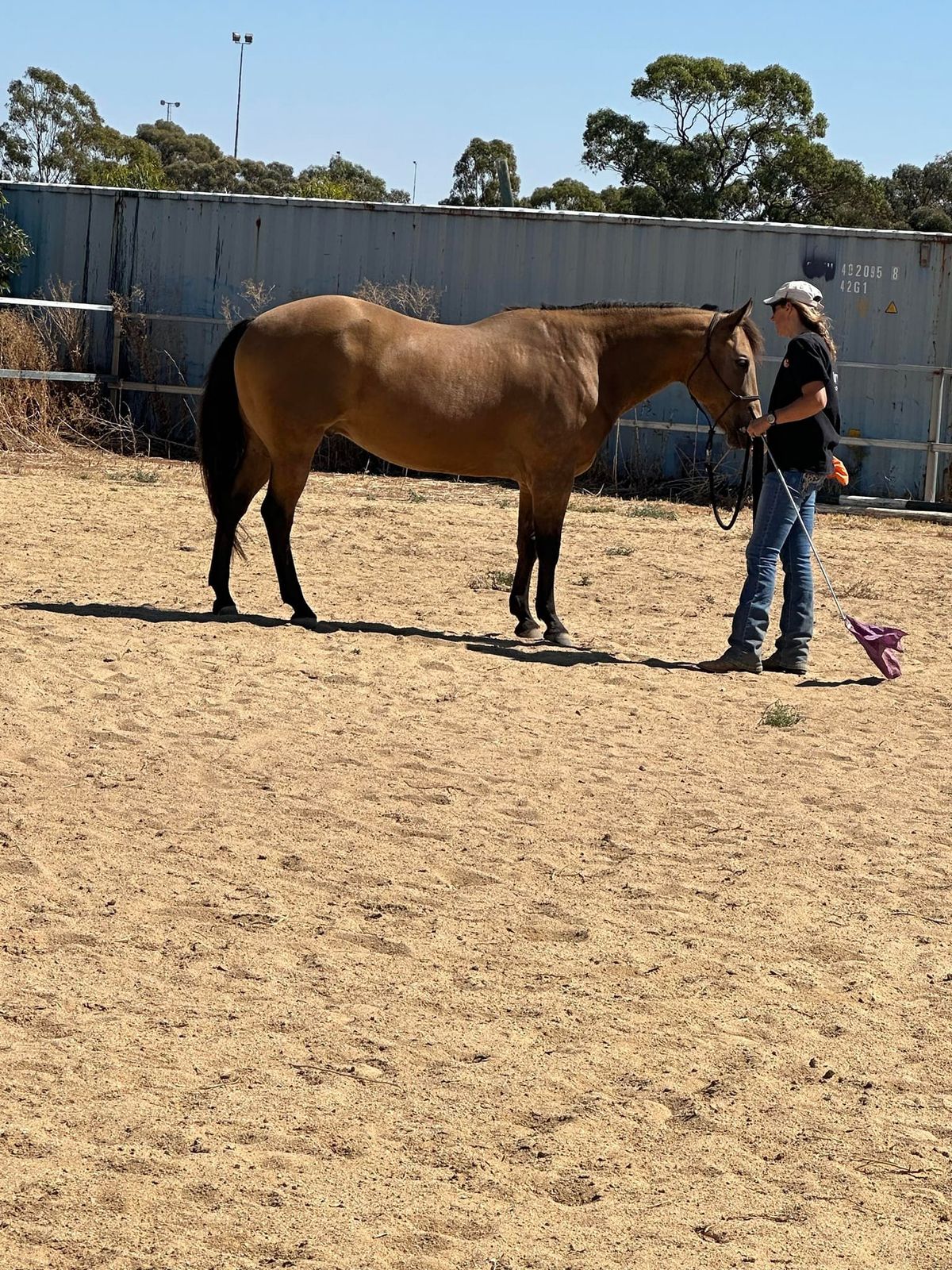 1 day horsemanship clinic 