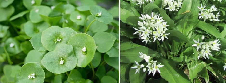 Koken met Wildpluk - Sessie 1: WINTERPOSTELEIN en DASLOOK