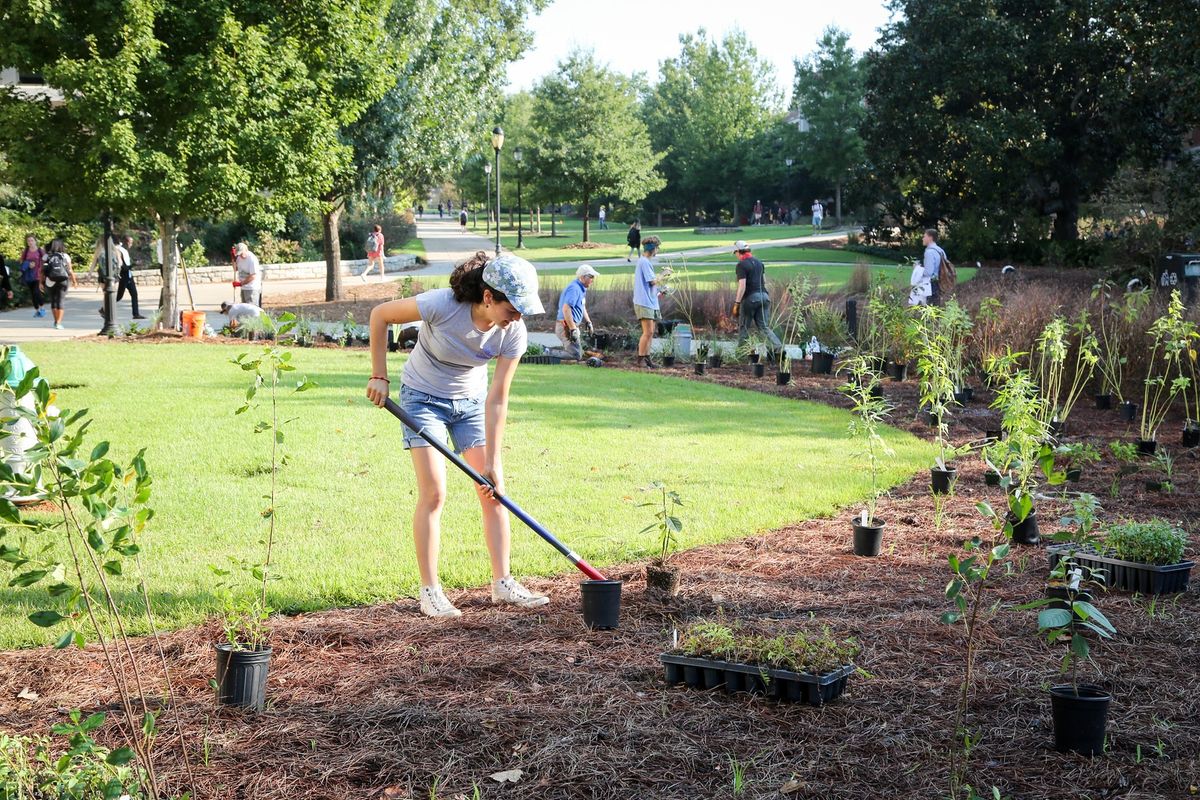 Groundcover Restoration