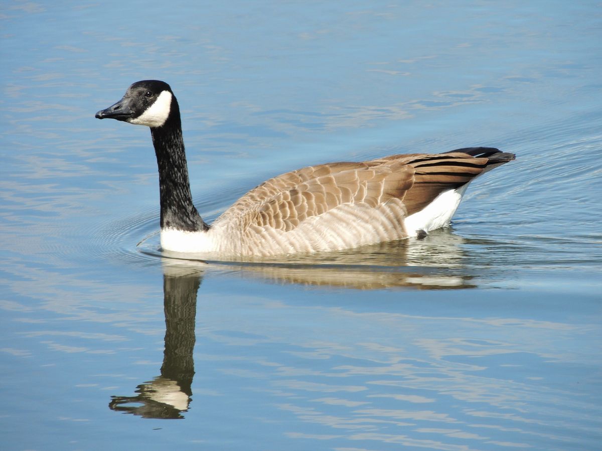 Ponds and Waterfowl of Northern Carroll County