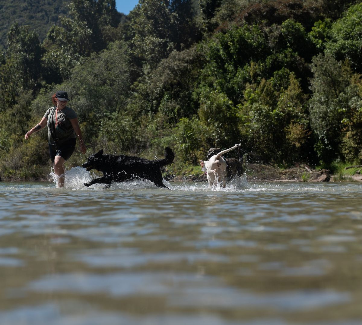 "Paws in the Park: Sunday Social Dog Stroll"