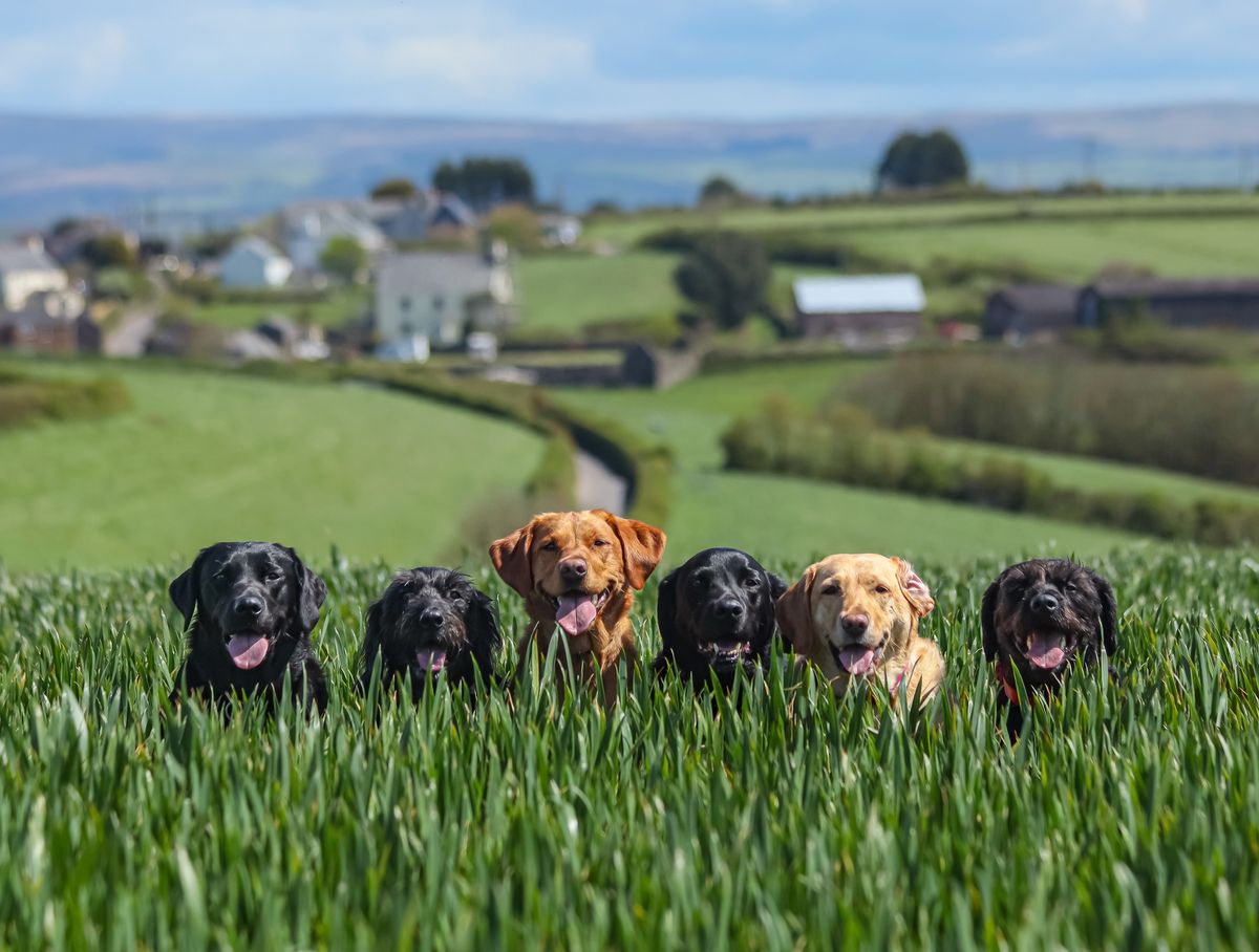 How to take a picture of your dog the Harris Hounds Way!