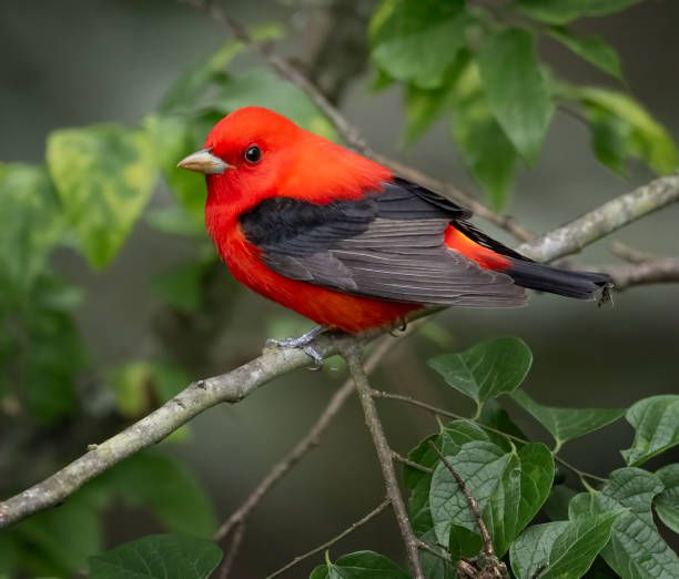 Summer Bird Walk 