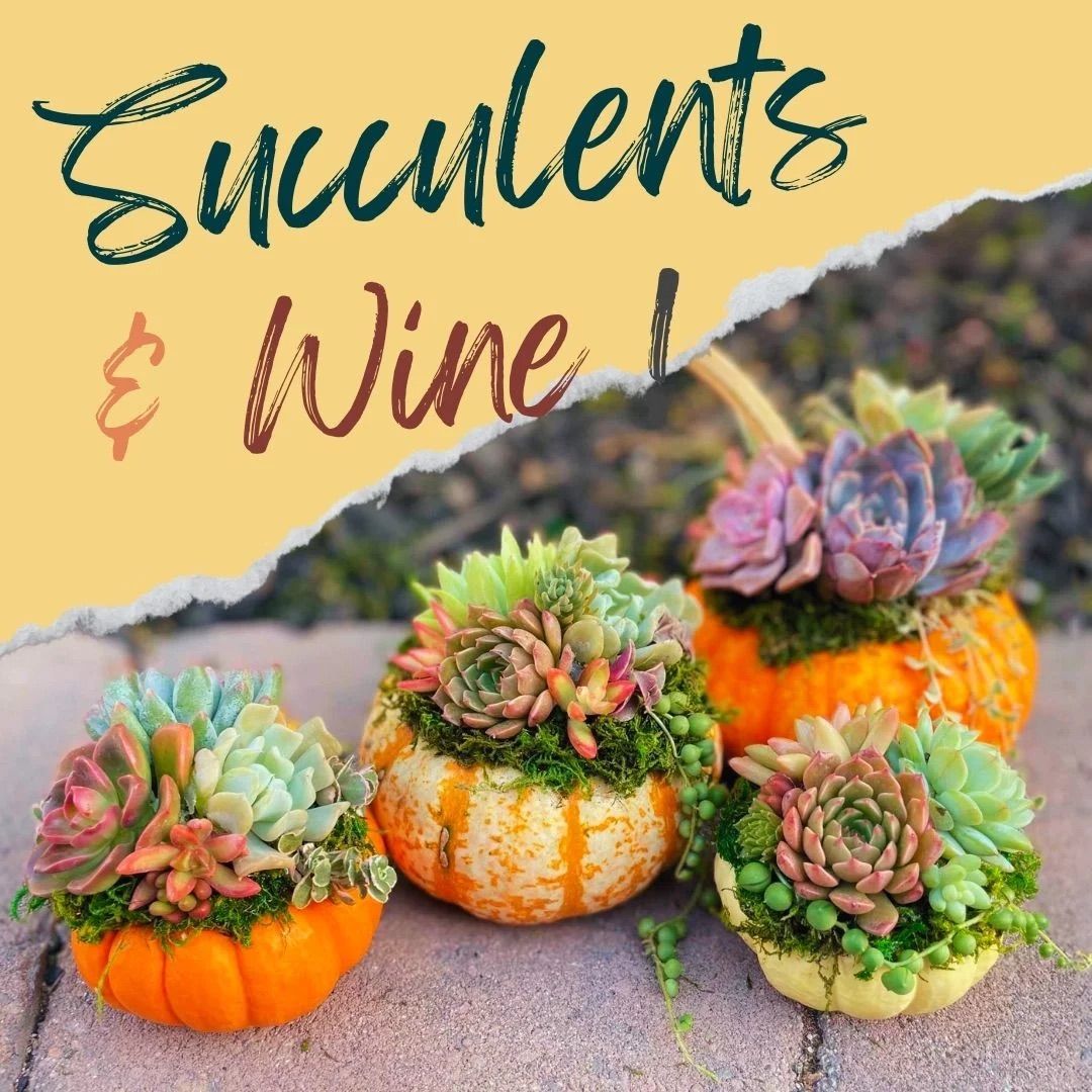 Succulents & Wine: Succulent Pumpkin Workshop