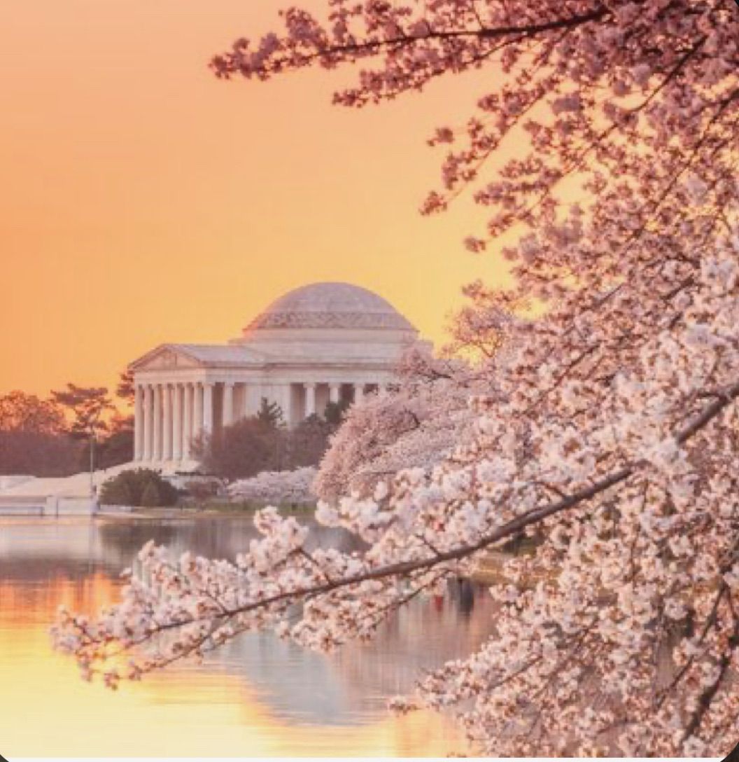 Washington DC \/ Cherry Blossom \ud83c\udf38 