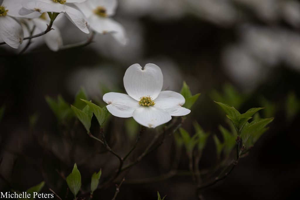 Native Plant Symposium