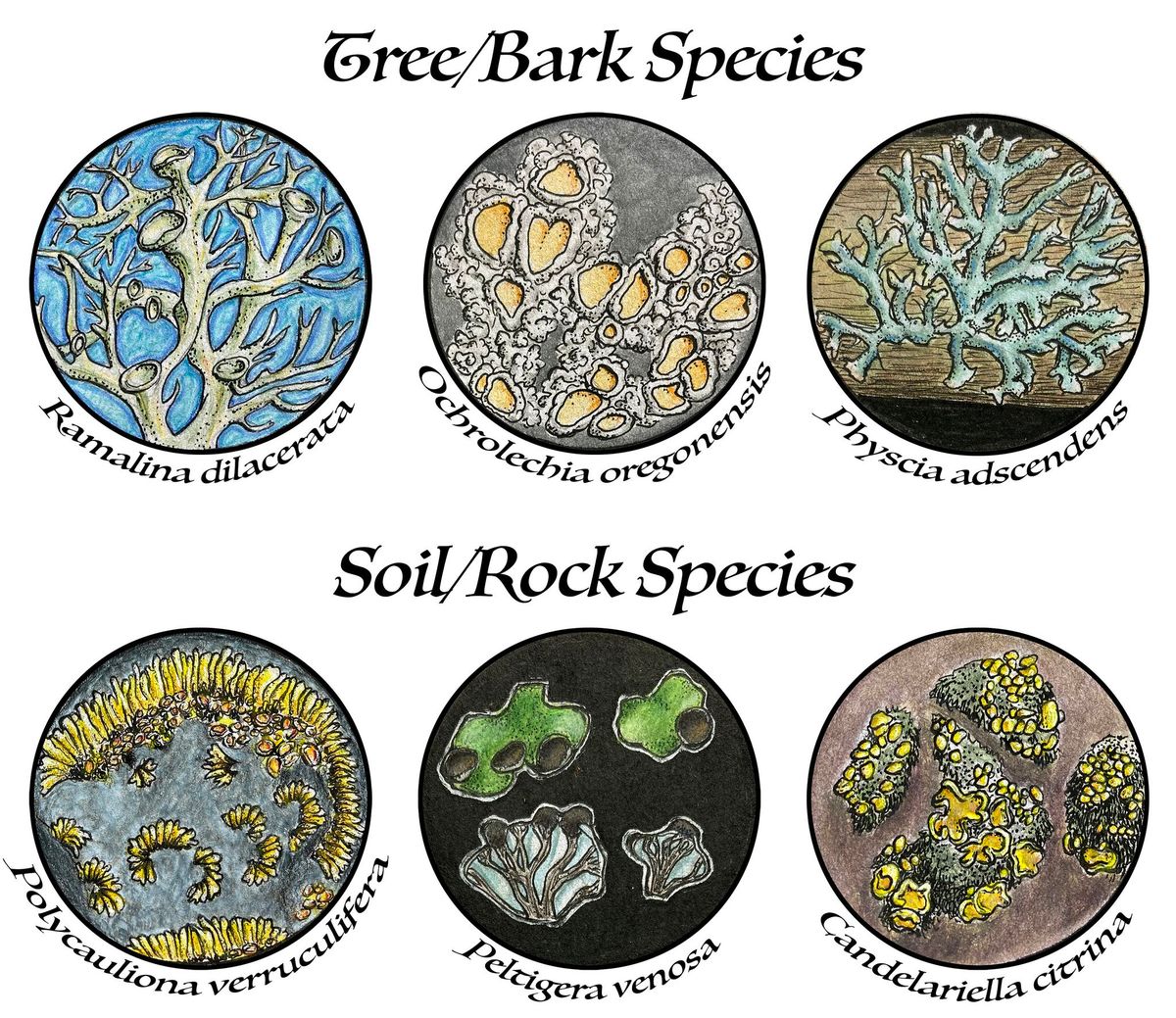 Illustrated Lichen Glossary Workshop