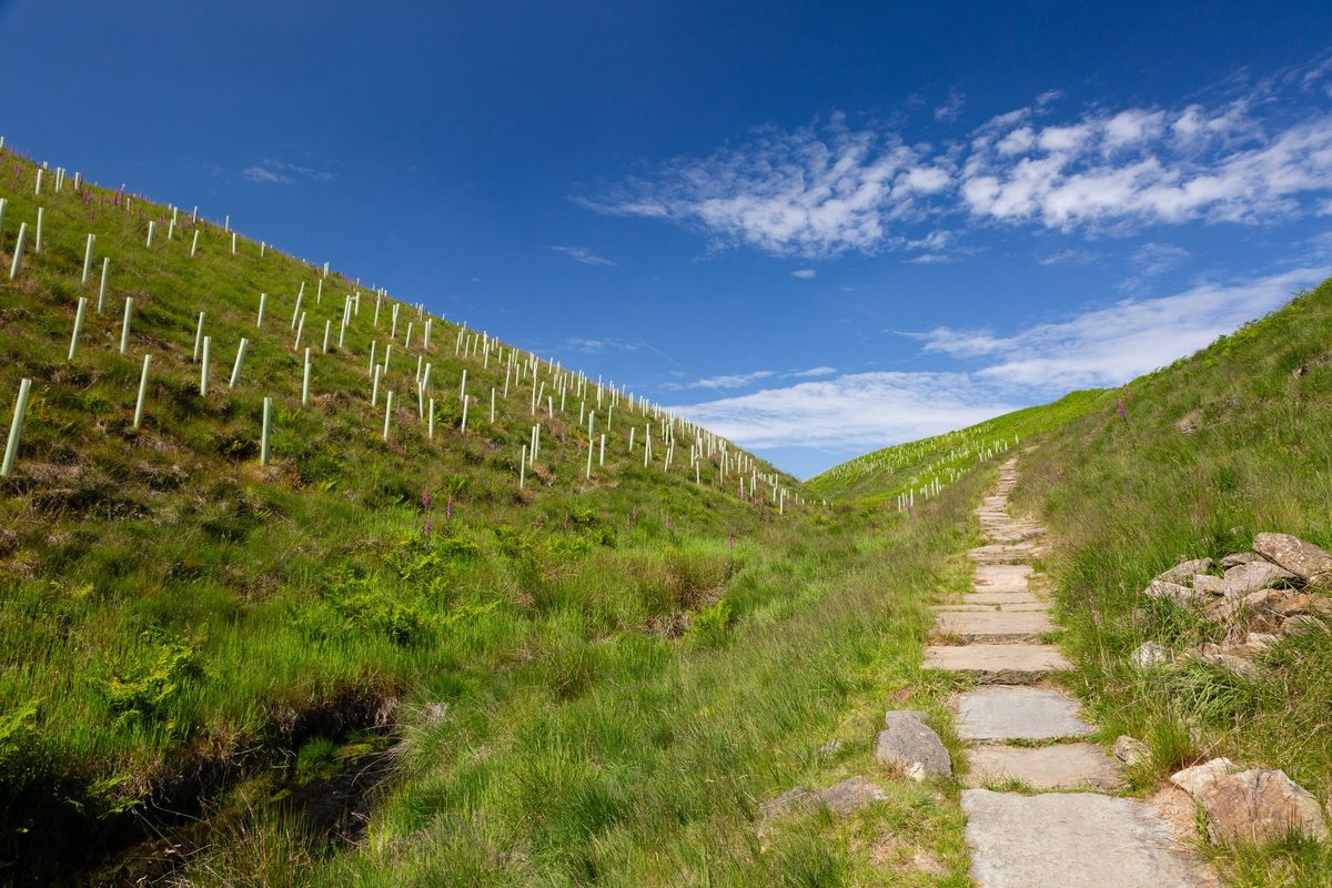 Guided Walk: Trees, Water and Climate Resilience