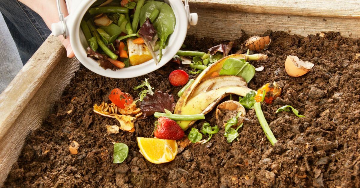 Composting For Beginners: Sustainable Neighbors