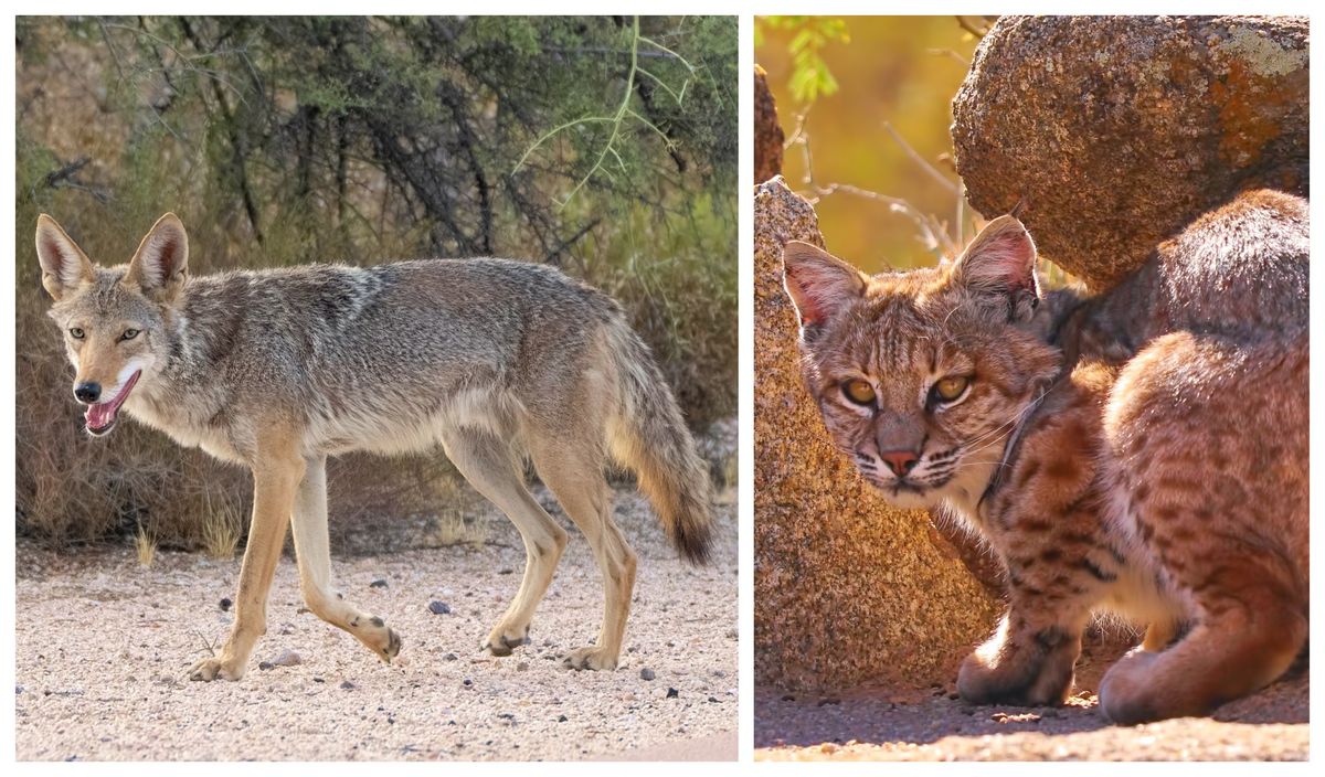 Trailside Naturalist \u2013 Animal Olympics: Bobcats vs Coyotes \u2013 Gateway Trailhead