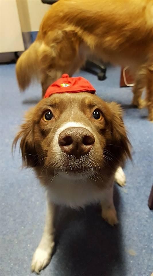 Training Class - Scent Detection