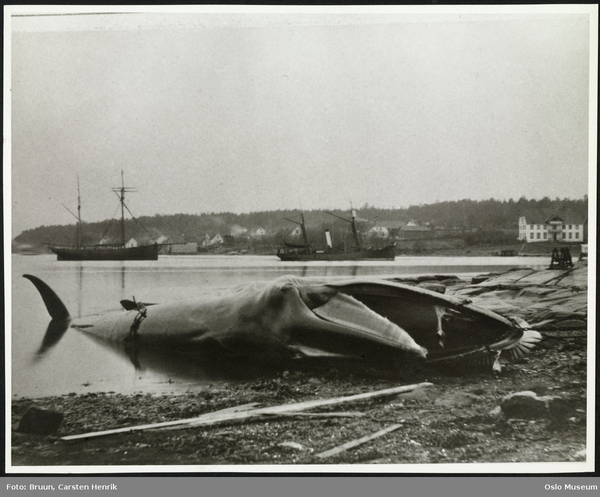 \u00abUhyret i hele dets St\u00f8rrelse\u00bb: Hval og hvalfangst i Skagerrak og Ytre Oslofjord