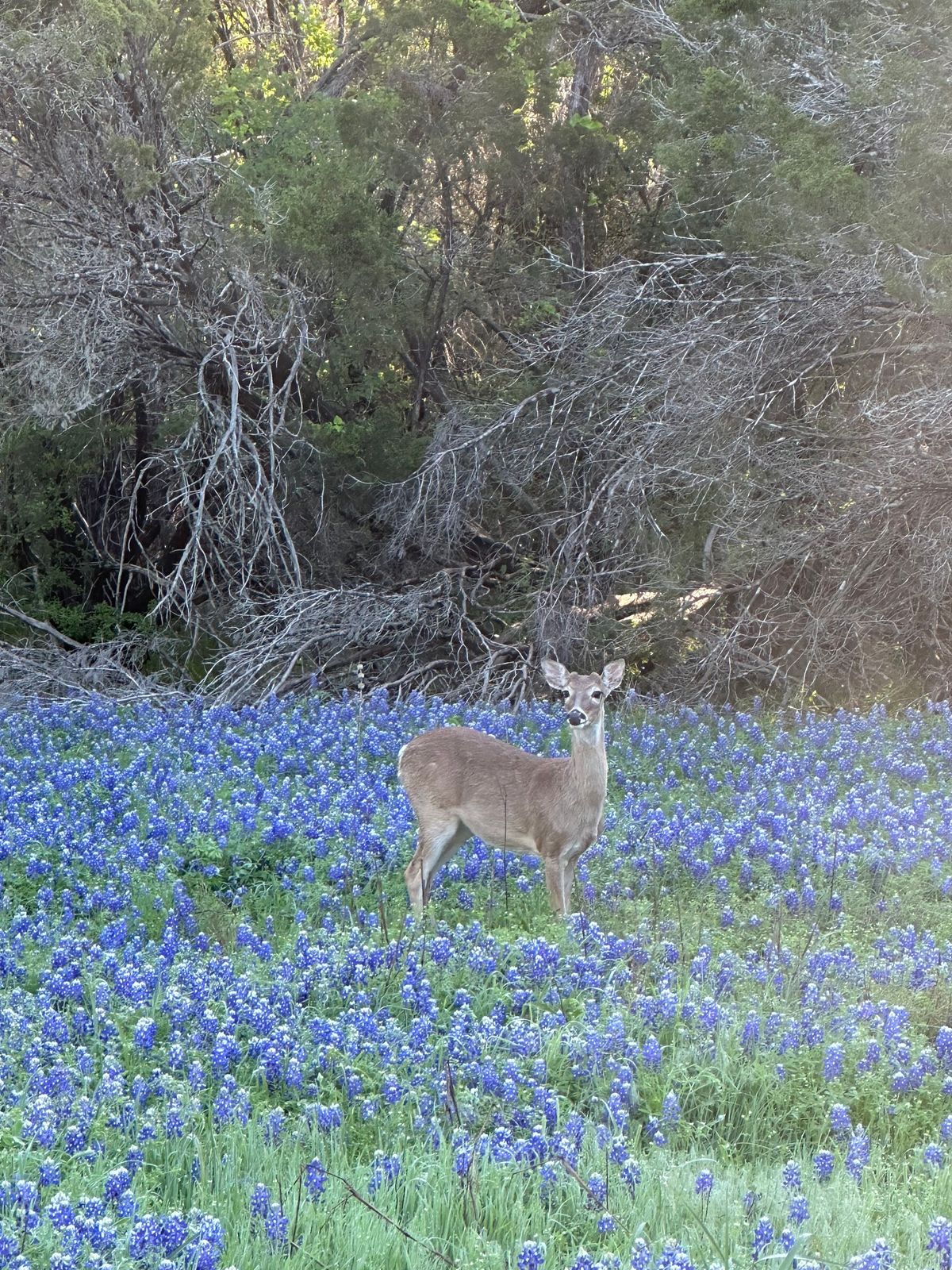 Wildflower Walk