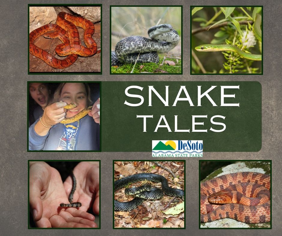 Junior Ranger Adventure Series: Snake Tales