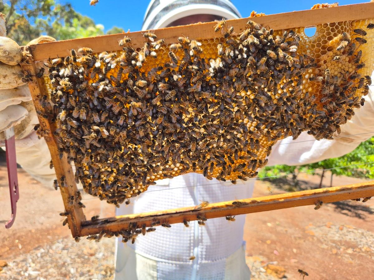 Introduction to Beekeeping - 16 February 2024