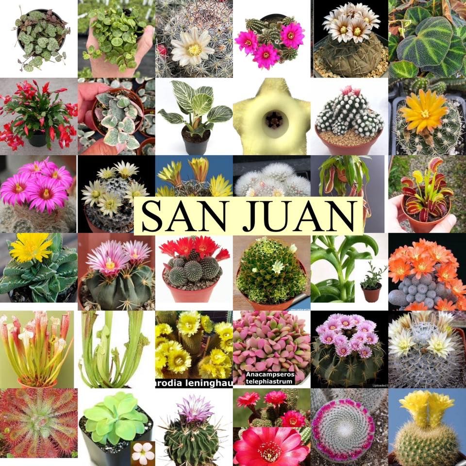 SAN JUAN! GRAN VENTA Cactus, Suculentas, Plantas Carn\u00edvoras, Plantas de Interior, Air Plants y m\u00e1s?