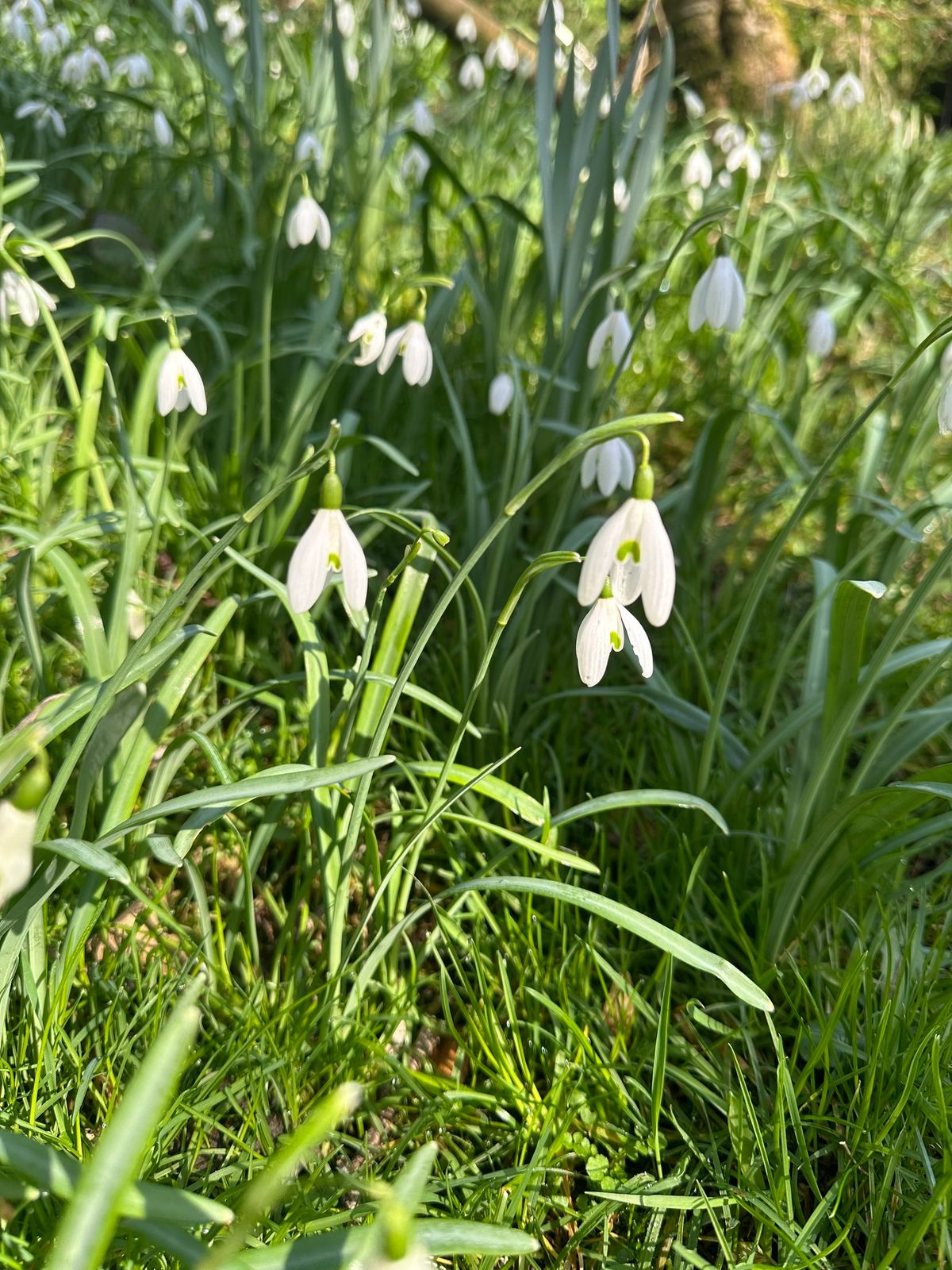 Signs of Spring Guided Walk