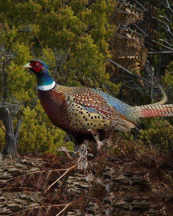 Scott County Pheasants Forever Fall Banquet