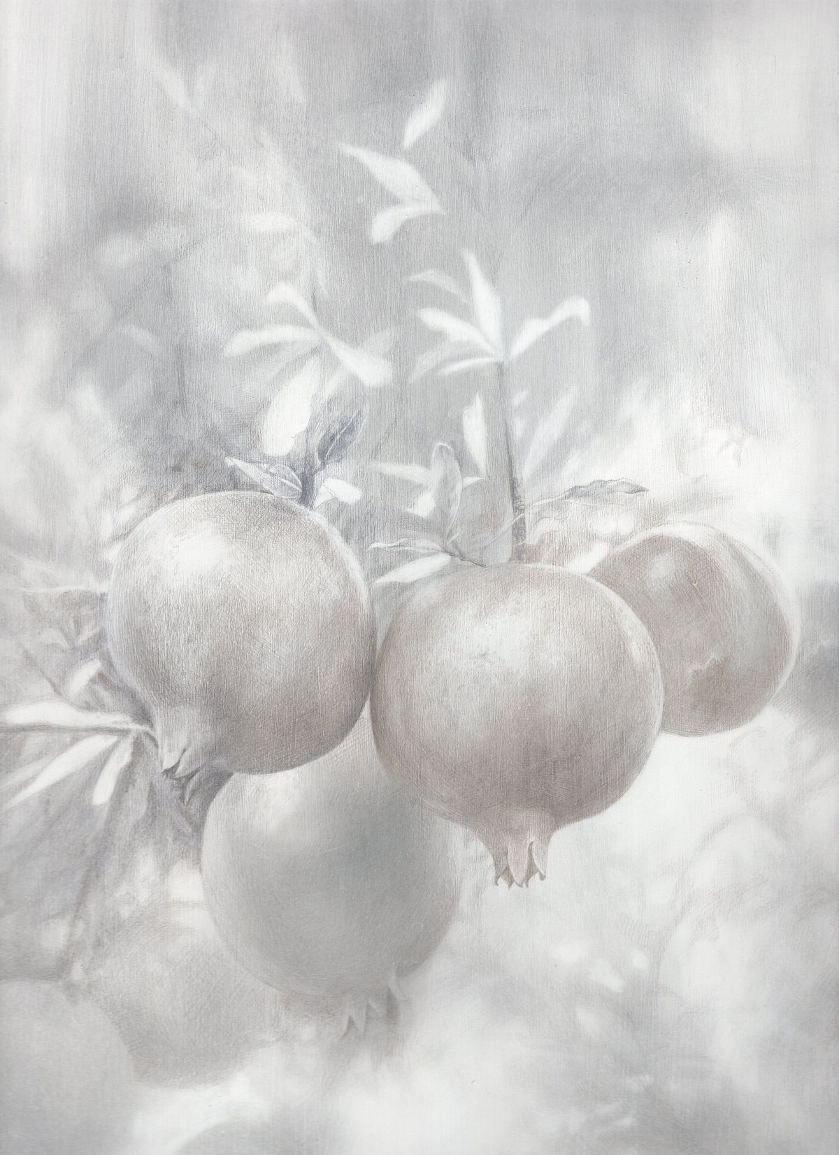 Botanical Art Workshop - Silverpoint with Caterina Leone