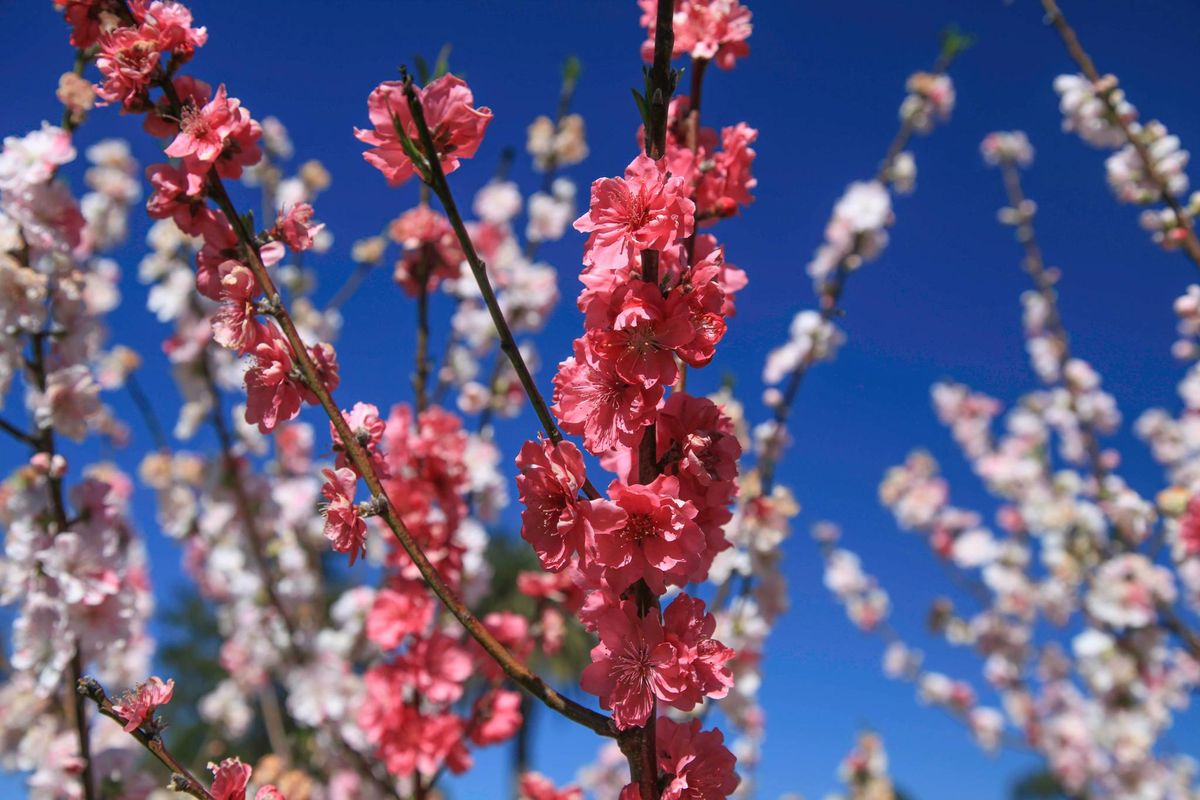 Toowoomba Carnival of Flowers