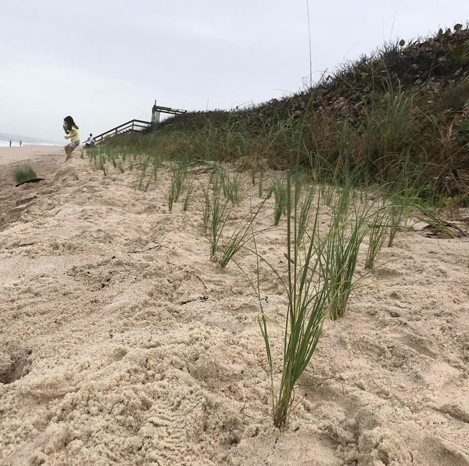 Sea Oat Planting & Beach Cleanup