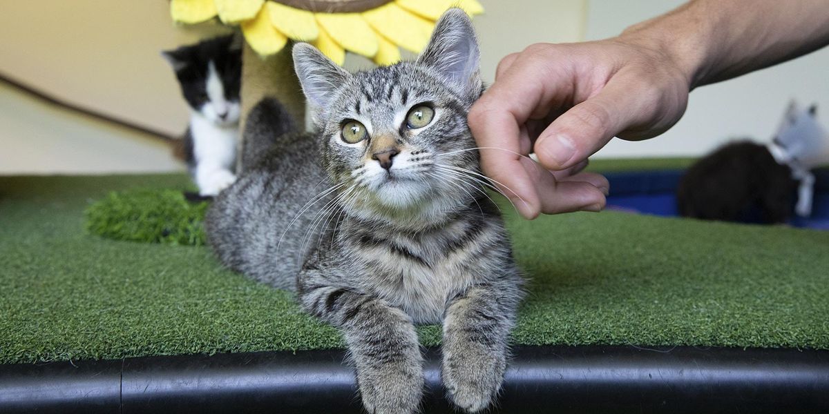 Cat-O-Rama: Adoption Event
