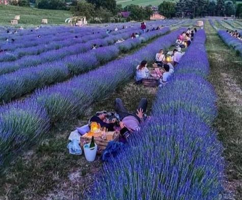 Sunset in the Lavender Date Night