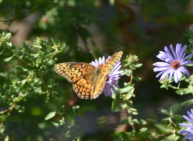 Butterfly Walk (Adults)