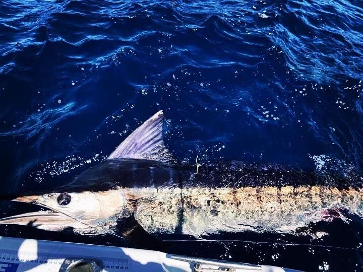 Coffs Coast Game and Sport Fishing Club In Hours Competition