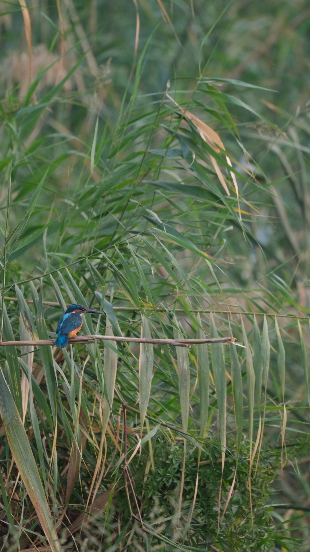 Urban Birding - Maadi Birdwatching 