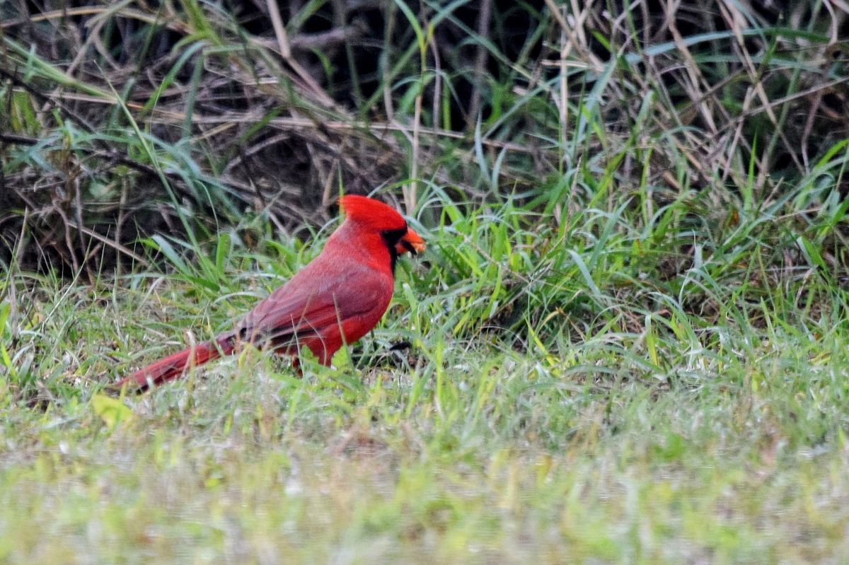 1st Saturday Bird Walk