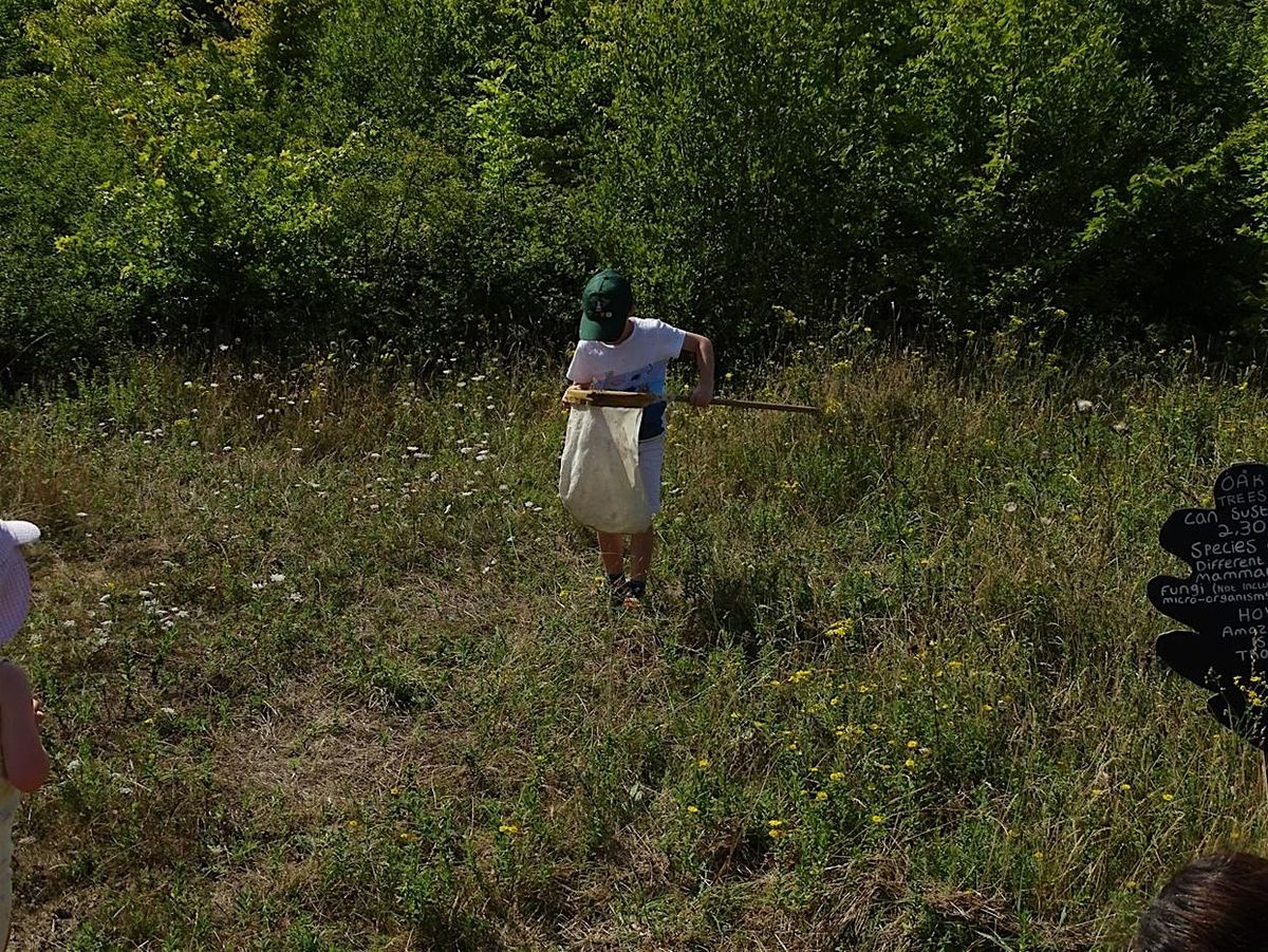 Belfairs Meadow Bug Hunt