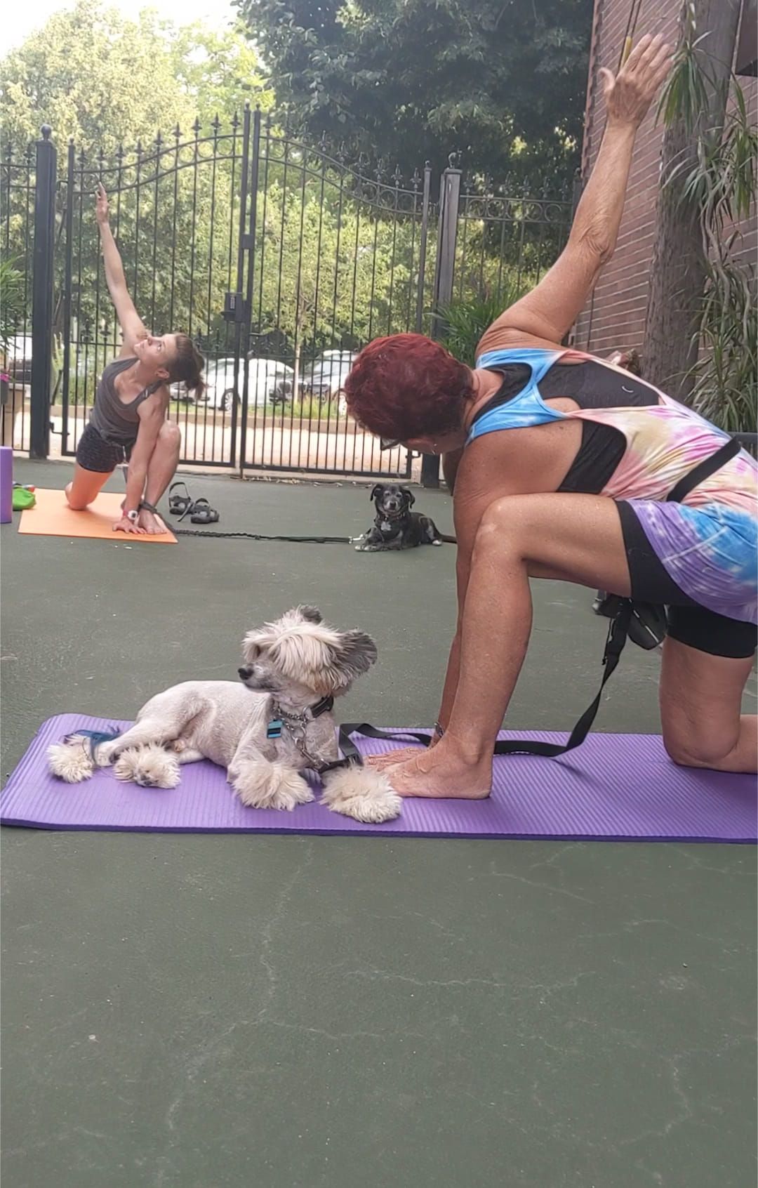 Yoga with your Dog at Four Muddy Paws