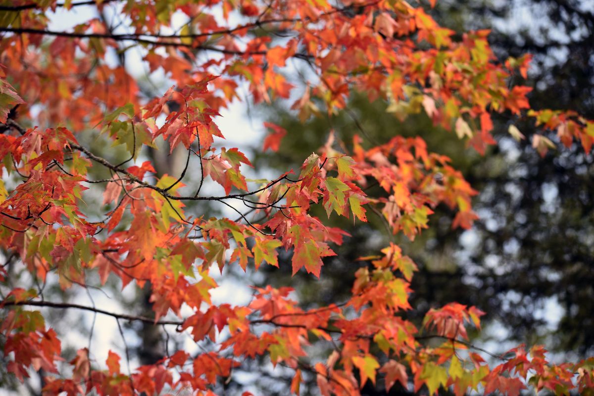 Nature in Your Neighborhood: Autumn Explorers