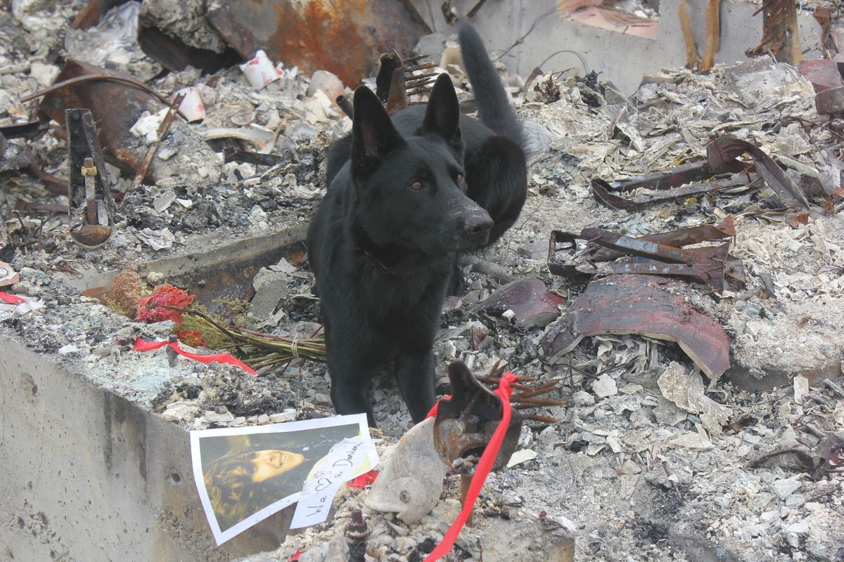 Ashes from Ashes: Recovering cremains from the wreckage of wildfires. Short film screening