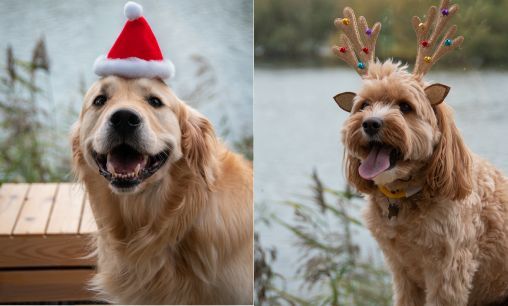 Christmas Pet Photo Shoot