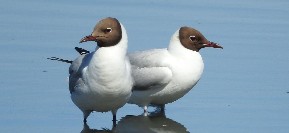 Introduction to Birdwatching Workshop