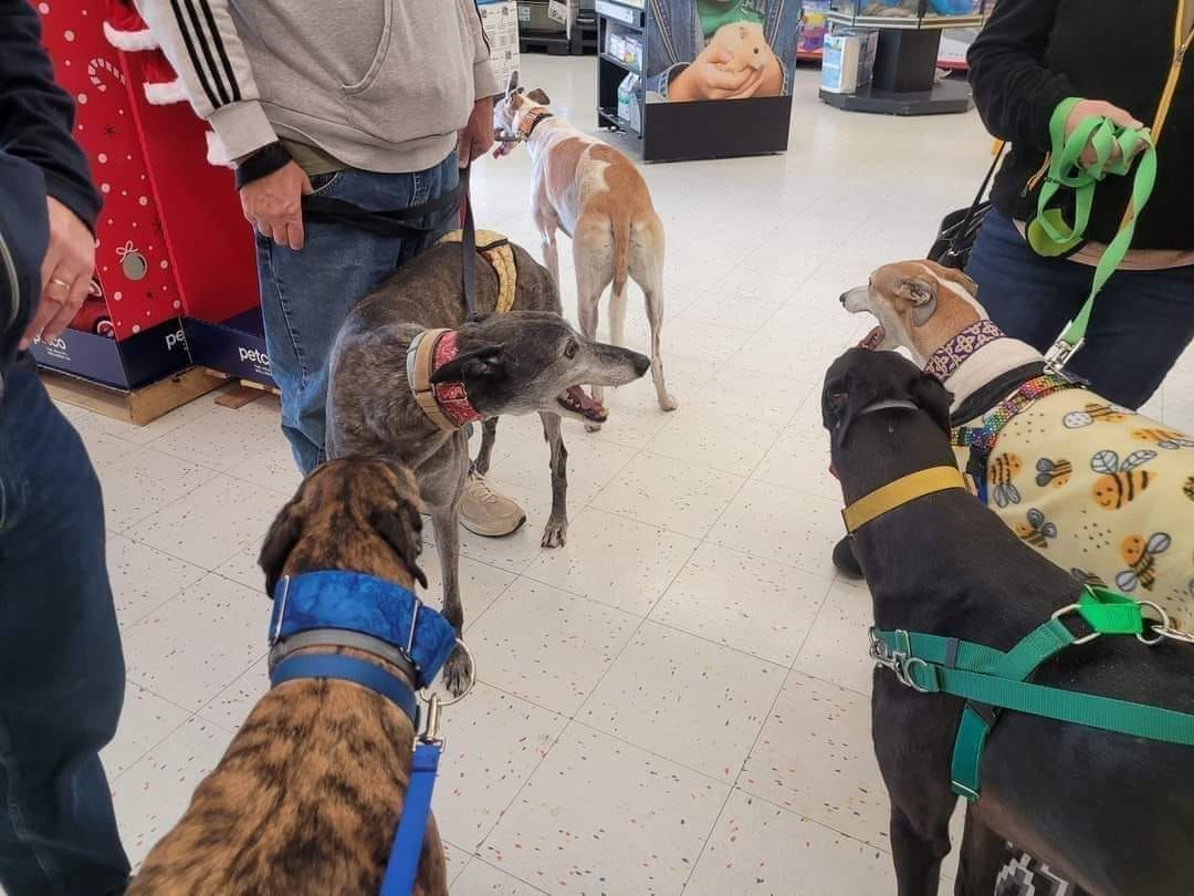 Meet & Greet - Enfield CT Petco 