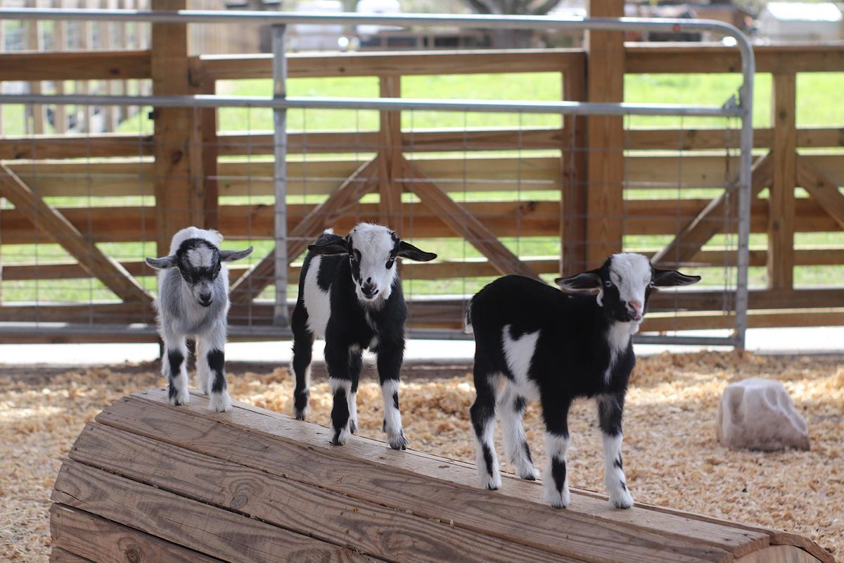 GOAT YOGA at Alaska Farms Orlando