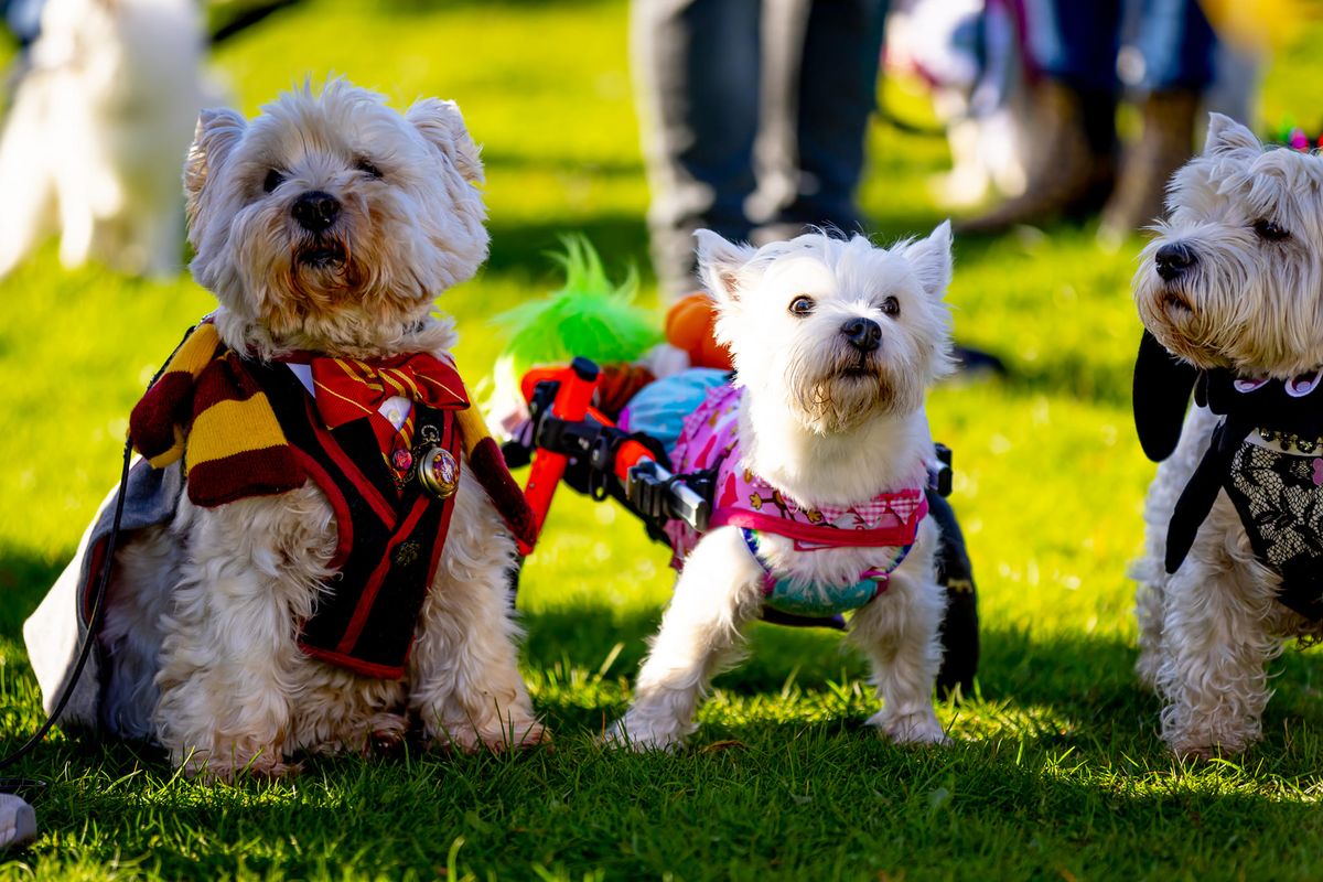 Howl-o-ween Dog Walk