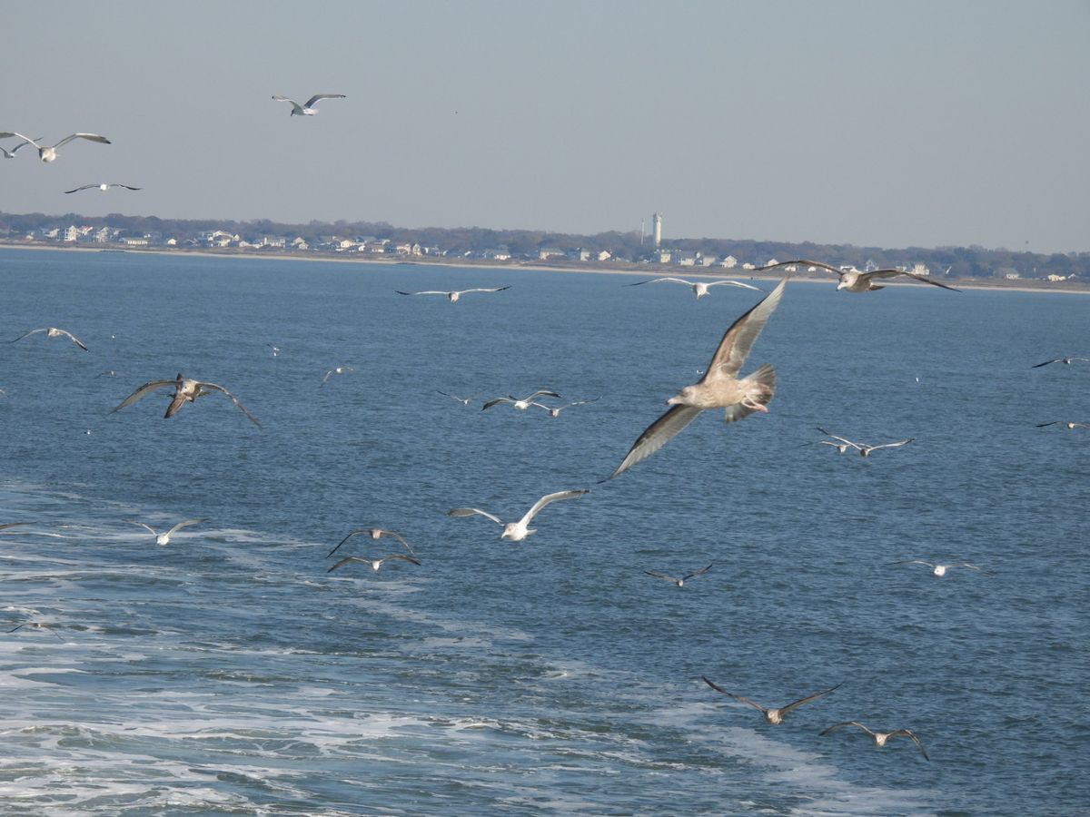 Cape May-Lewes Ferry Mini Pelagic with Al Guarente