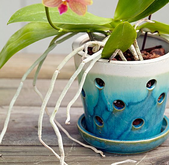 Pottery: Coil Orchid Planter