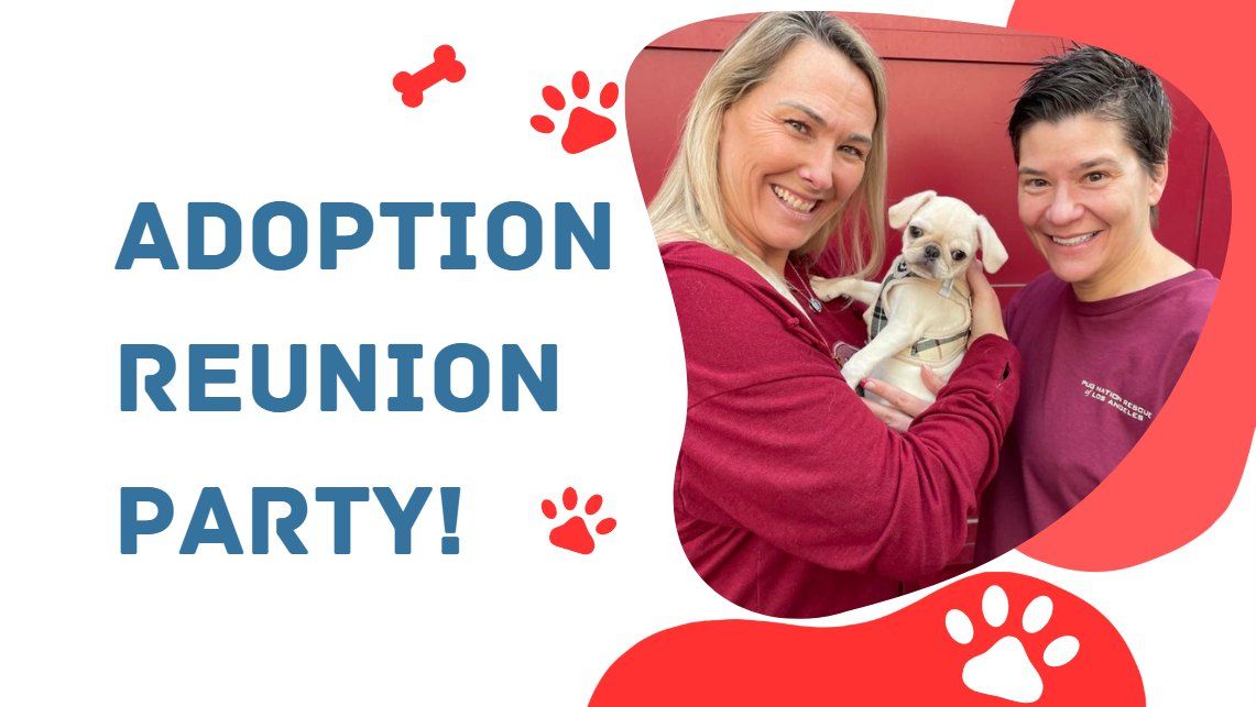 Pug Nation Adoption Reunion Party!