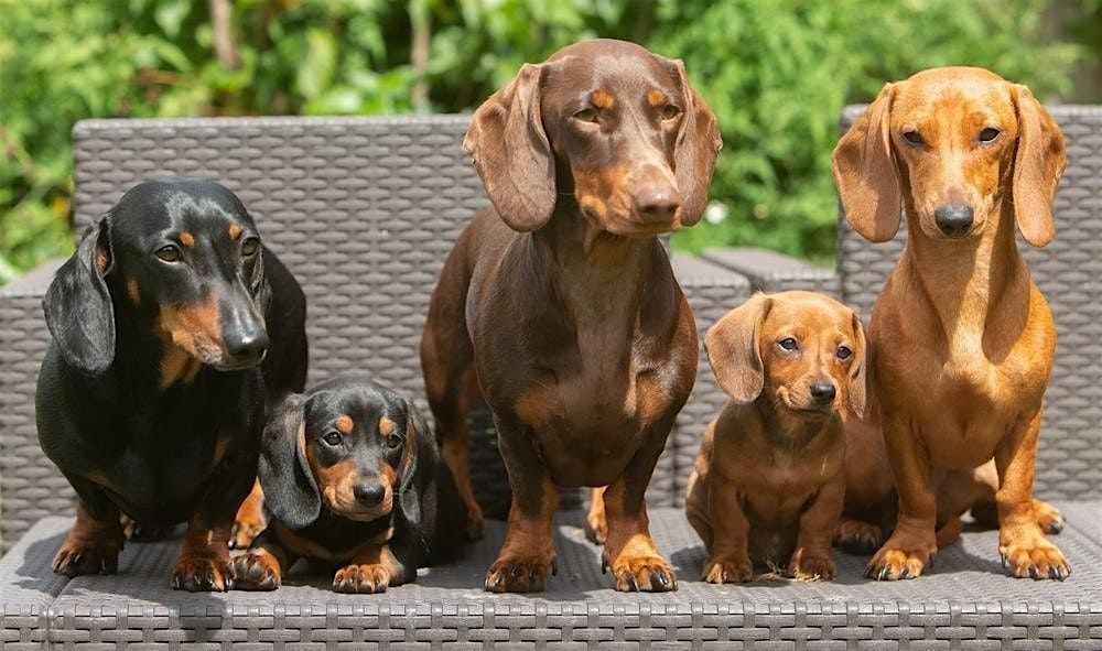 Dachshunds Meetup and Play date at Dogdrop Ft Lauderdale