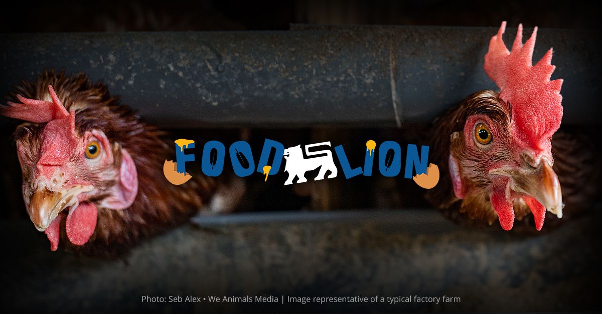 Raleigh, NC: Protest Food Lion's Cruel Cages!