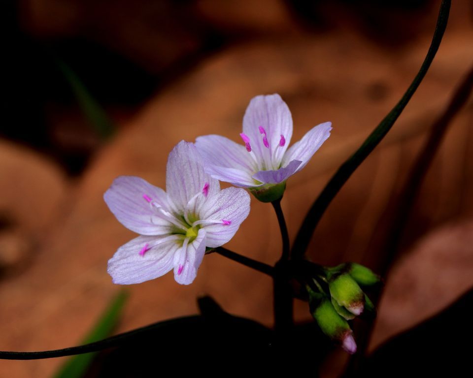 Festival of Spring