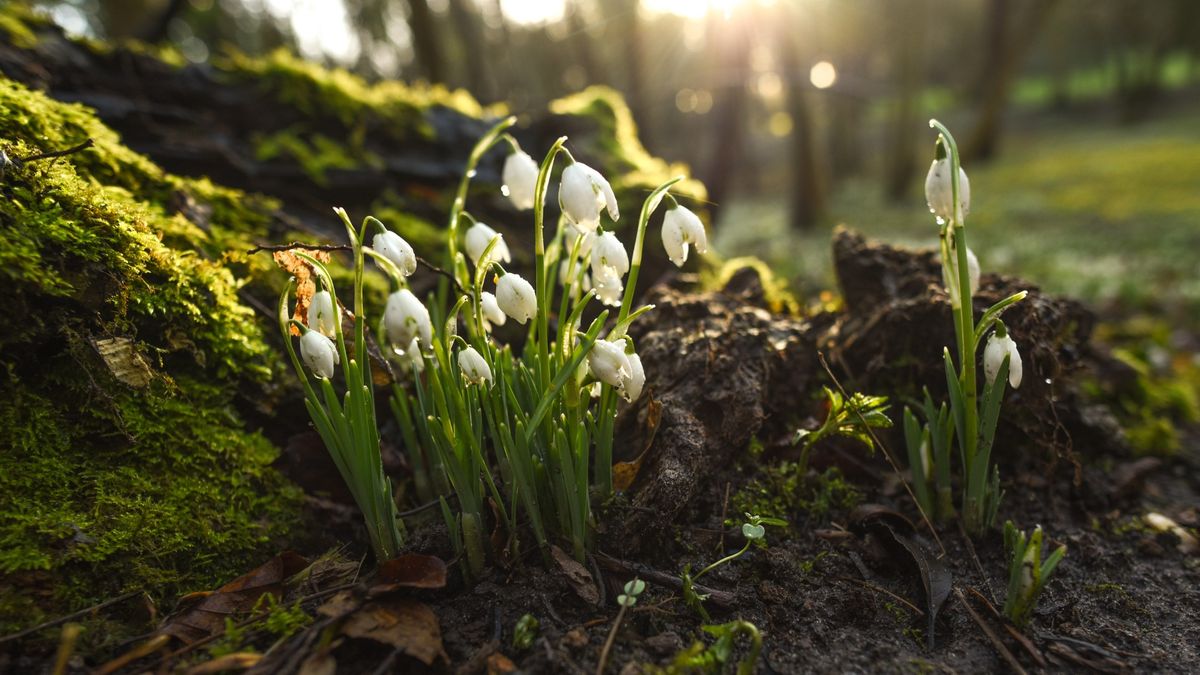 Snowdrop Walks